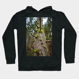 Pine tree with mossy branches Hoodie